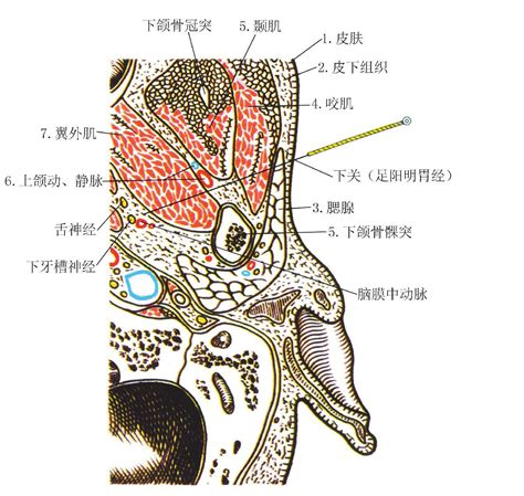 穴的种类